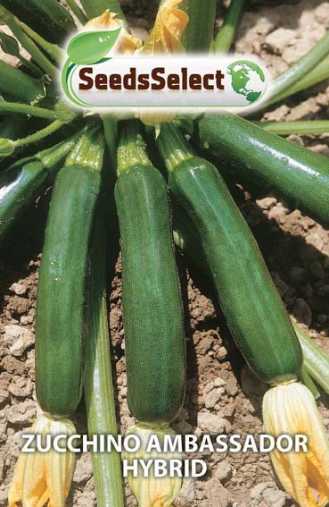 Zucchino Ambassador Hybrid