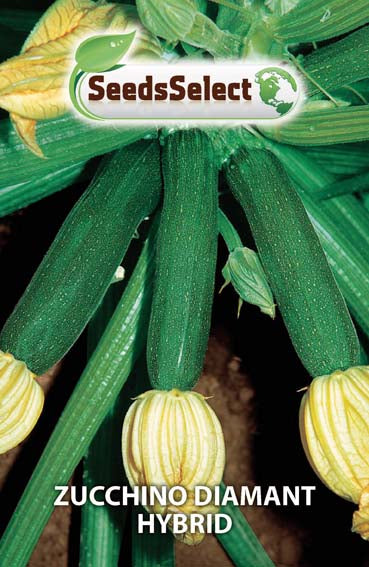 Zucchino Diamant Hybrid