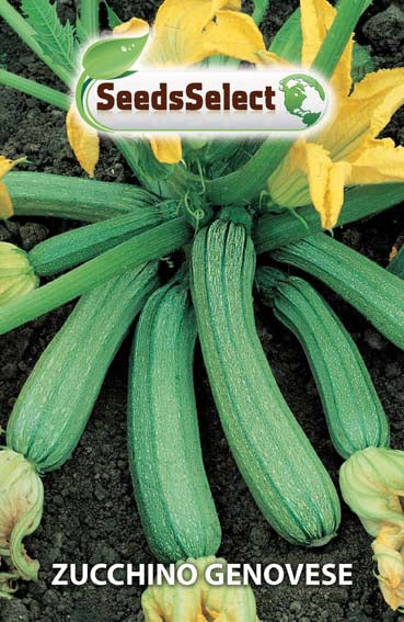 Zucchino Genovese