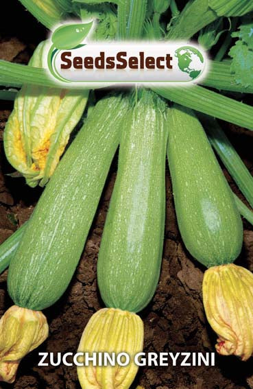 Zucchino Greyzini