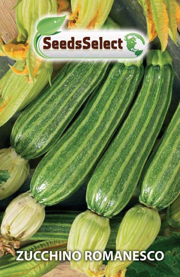 Zucchino Romanesco