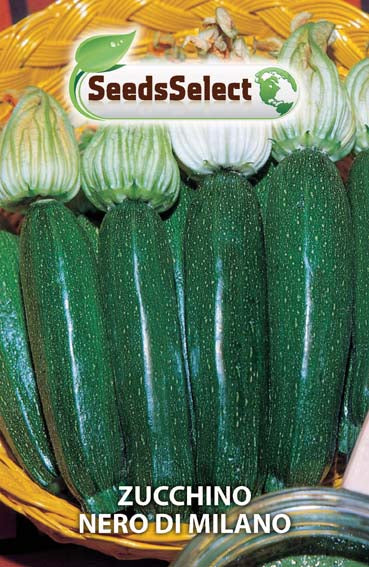 Zucchino Nero di Milano