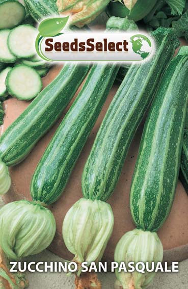 Zucchino San Pasquale