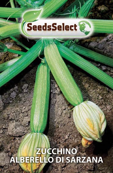 Zucchino Alberello di Sarzana