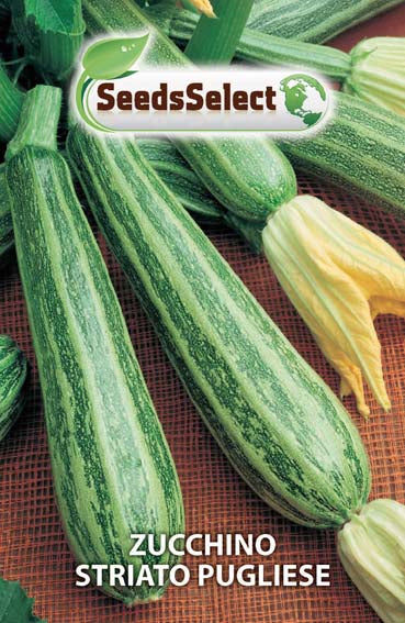 Zucchino Striato Pugliese