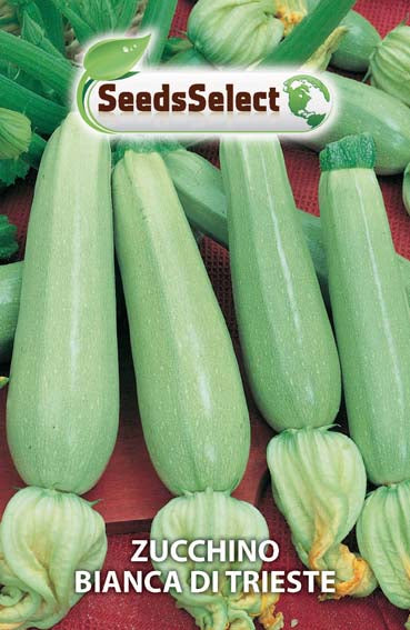 Zucchino Bianco di Trieste
