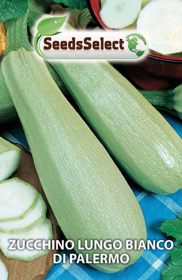 Zucchino Lungo Bianco di Palermo