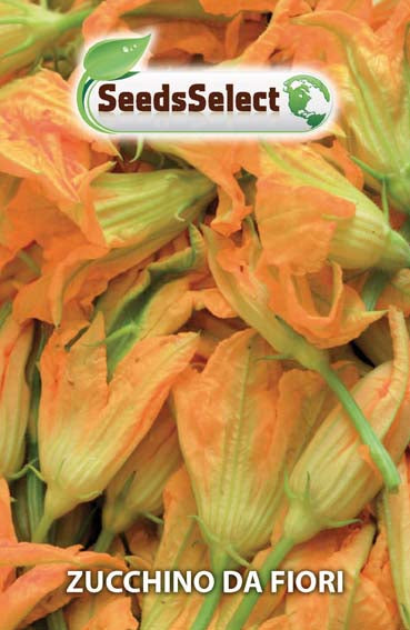 Zucchino Da Fiori