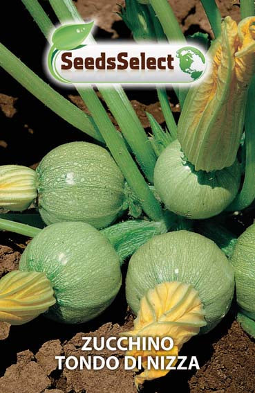 Zucchino Tondo di Nizza