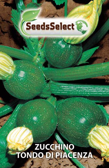 Zucchino Tondo di Piacenza