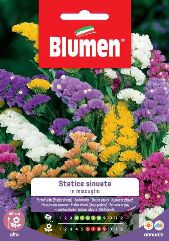 Semi Statice sinuata in miscuglio Blumen