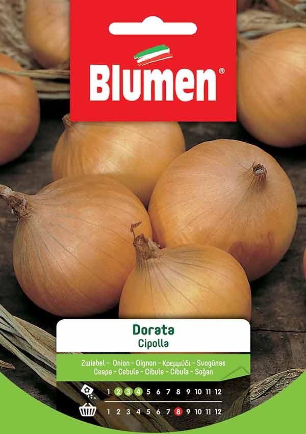 Semi Cipolla dorata Blumen