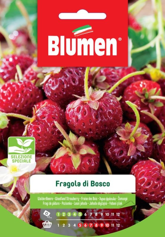 Semi Fragola di bosco Blumen