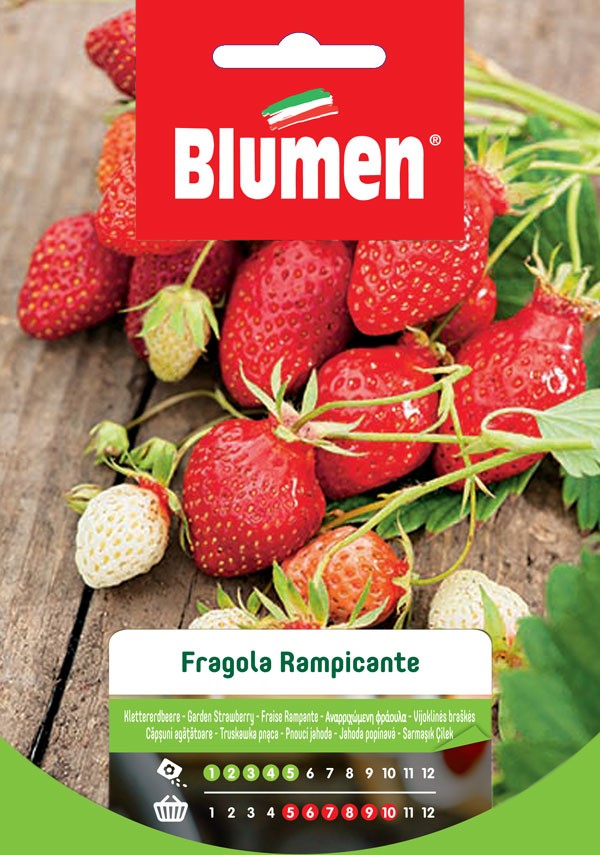 Semi Fragola rampicante Blumen
