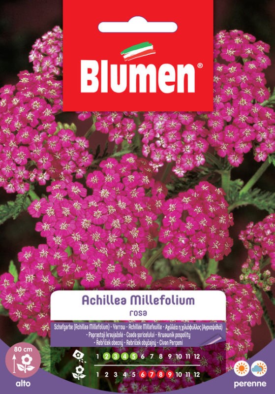 Semi Achillea millefolium rosa Blumen