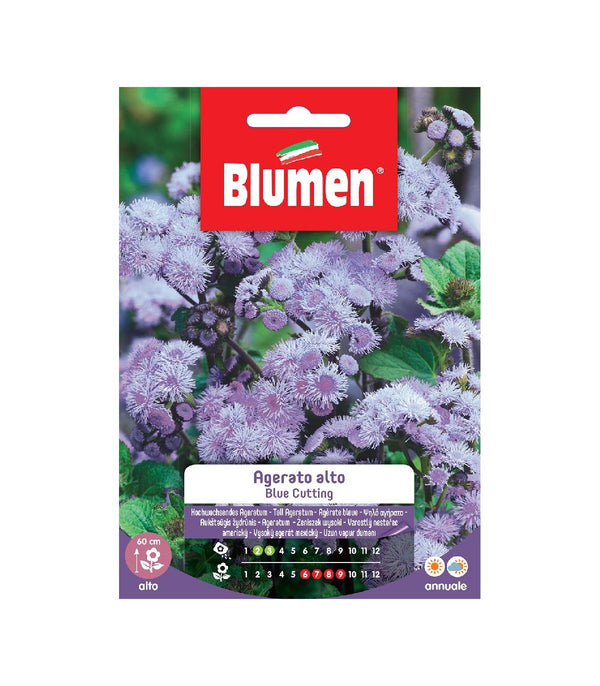 Semi Agerato alto blue Blumen