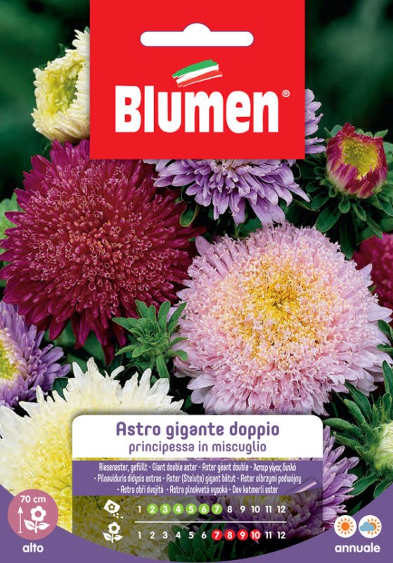 Blumen - Semi - Astro - Principessa - Gigante - Doppia - in Miscuglio - Busta