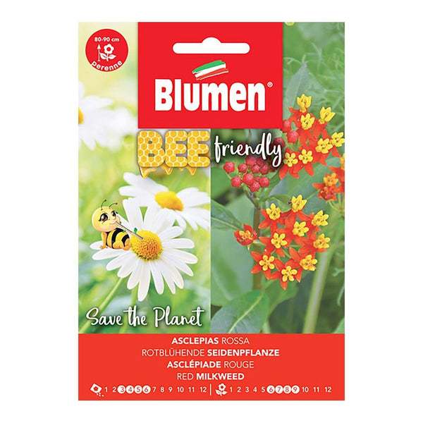 Semi Bee friendly Asclepias rossa Blumen