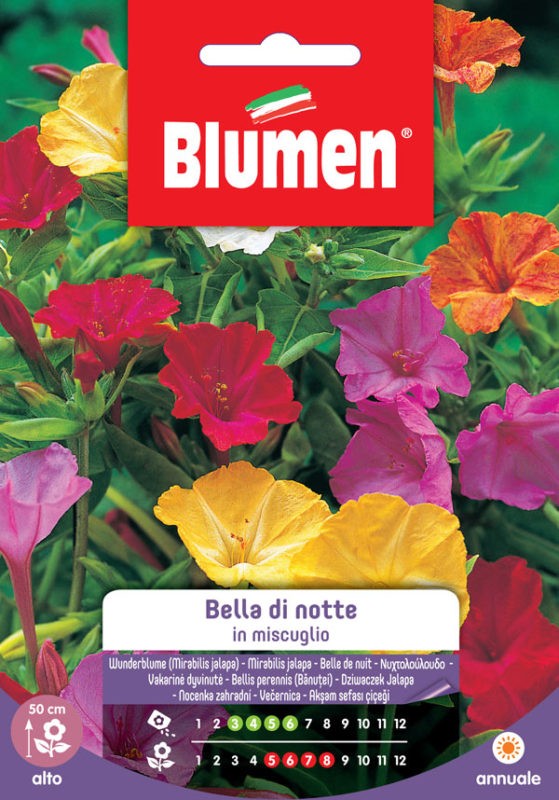 Semi Bella di notte in miscuglio Blumen