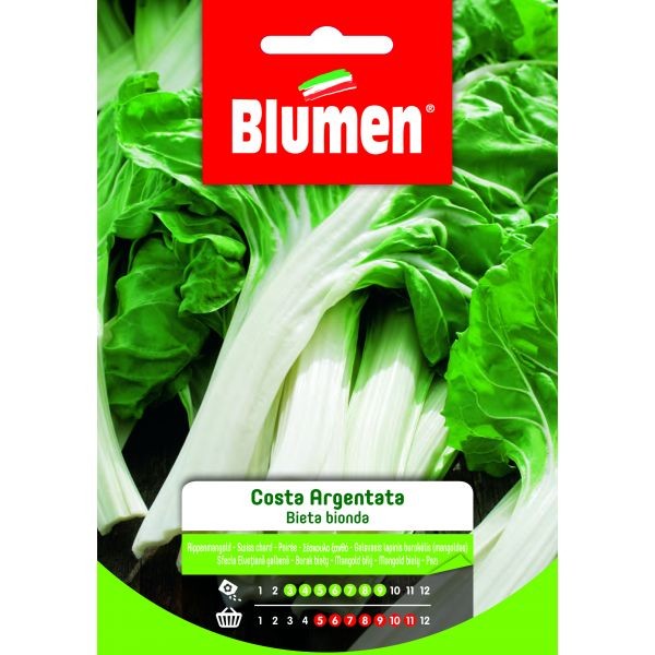 Semi Bieta verde costa bianca Blumen