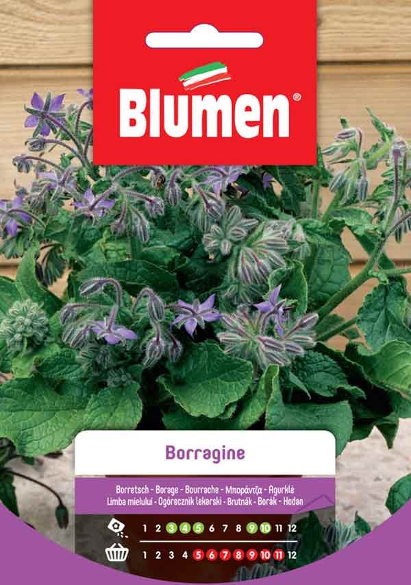 Semi Borragine Blumen