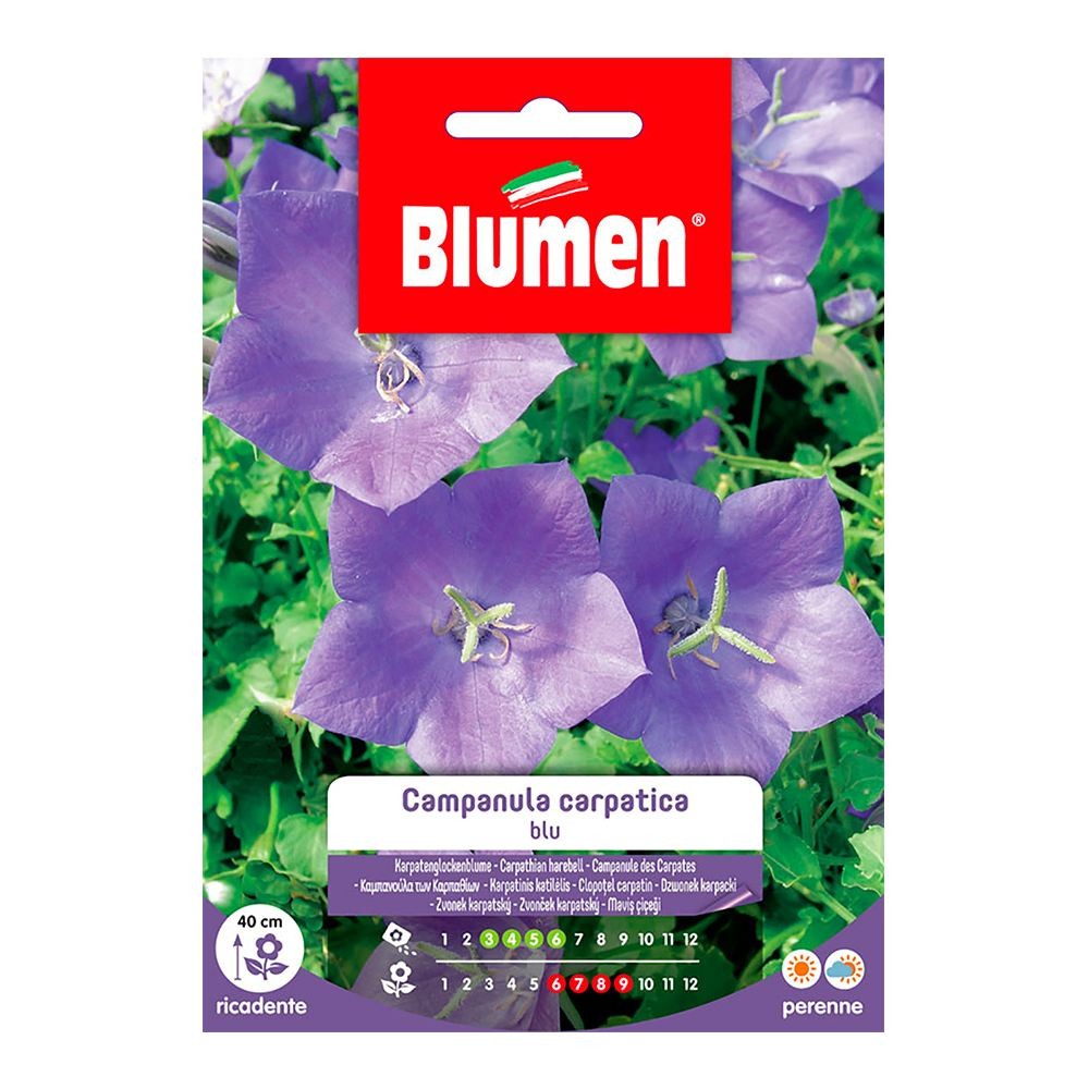 Blumen - Semi - Campanula - Carpatica - Blu - Busta