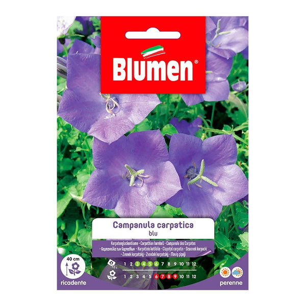 Semi Campanula carpatica blu Blumen