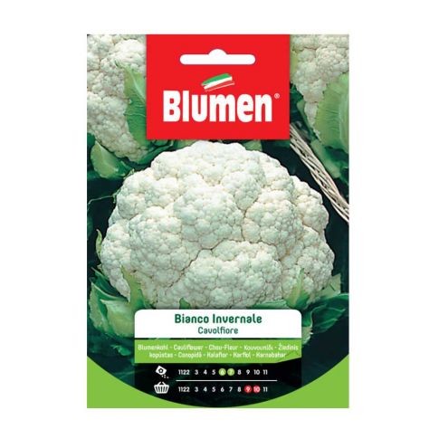 Blumen - Semi - Cavolfiore - Bianco - Invernale - Busta