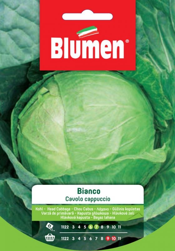 Blumen - Semi - Cavolo - Cappuccio - Bianco - Busta