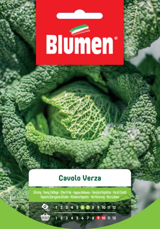 Blumen - Semi - Cavolo - Verza - Busta