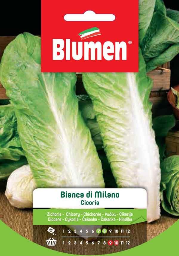 Semi Cicoria bianca di Milano Blumen