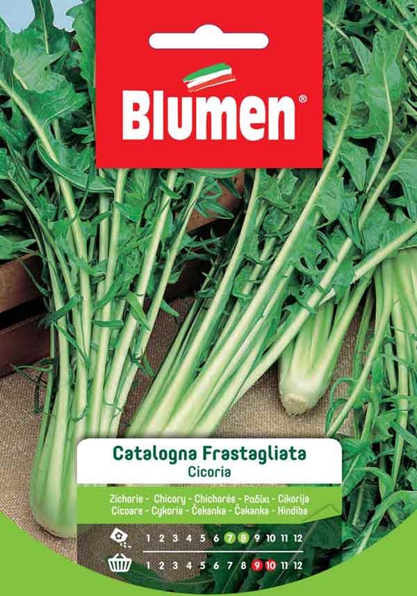 Semi Cicoria Catalogna frastagliata Blumen