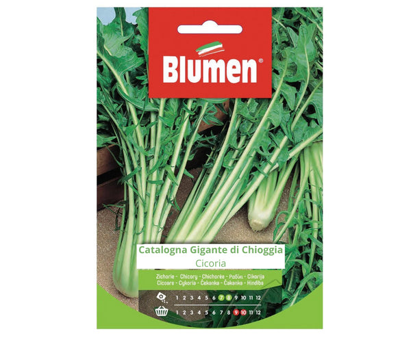 Semi Cicoria Catalogna gigante di Chioggia Blumen