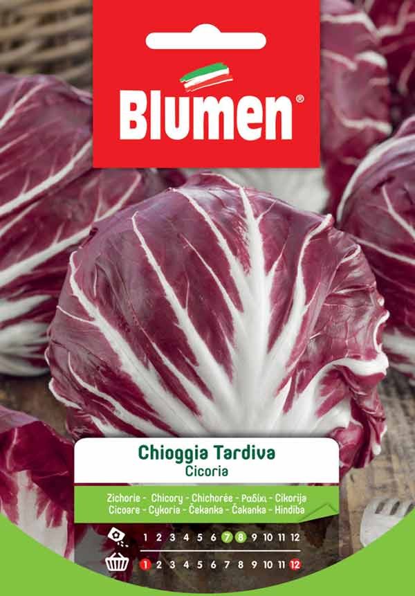 Semi Cicoria di Chioggia tardiva Blumen