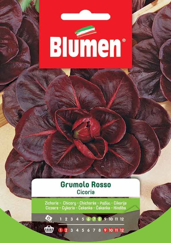 Semi Cicoria Grumolo rosso Blumen
