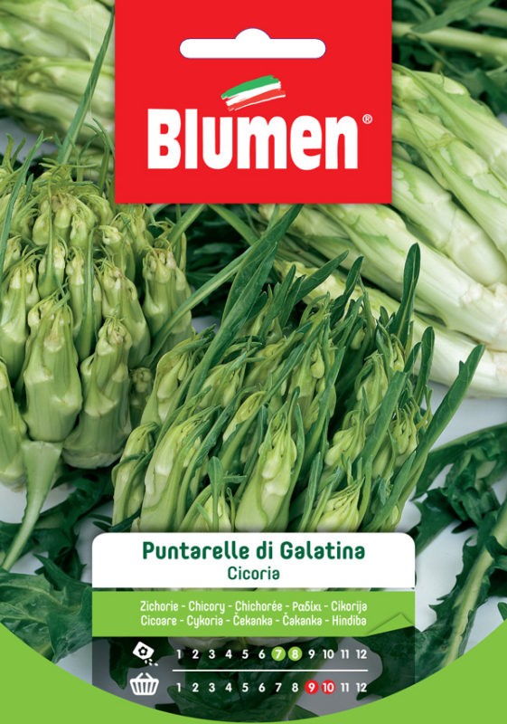 Semi Cicoria Puntarelle di Galatina Blumen