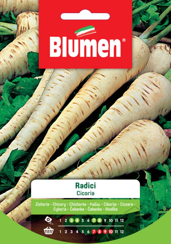 Semi Cicoria radici Blumen