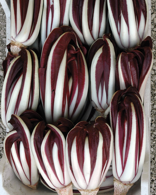 Semi Cicoria rossa di Treviso tardiva Blumen