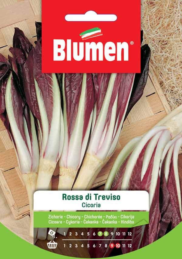 Semi Cicoria rossa di Treviso Blumen