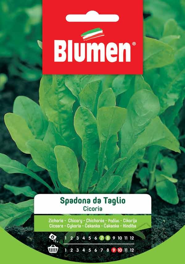 Semi Cicoria spadona da taglio Blumen