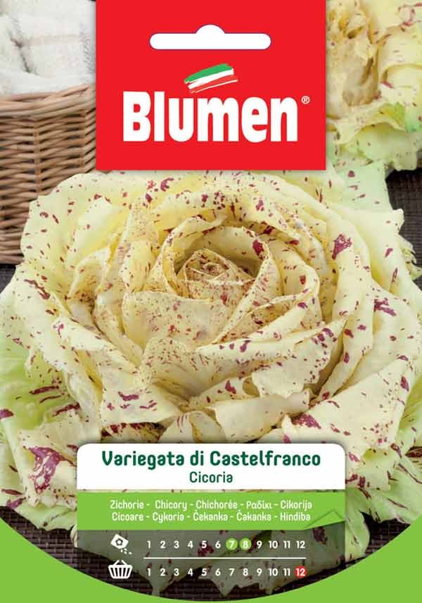 Semi Cicoria variegata di Castelfranco Blumen