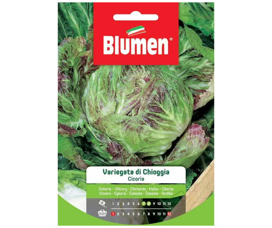 Blumen - Semi - Cicoria - Variegata - Chioggia - Busta