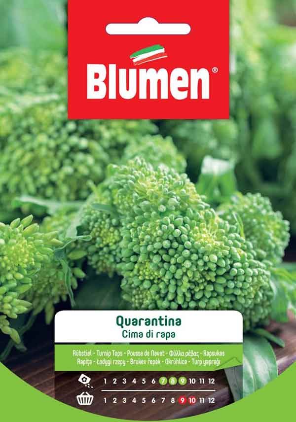 Semi Cima di rapa quarantina Blumen