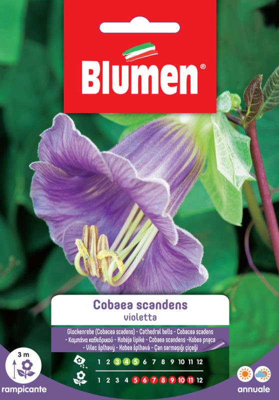 Semi Cobaea scandens violetta Blumen