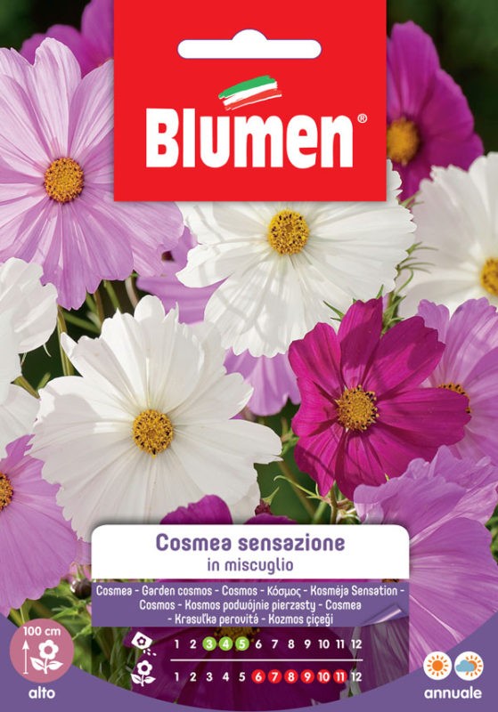 Blumen - Semi - Cosmea - Sensazione - Miscuglio - Busta