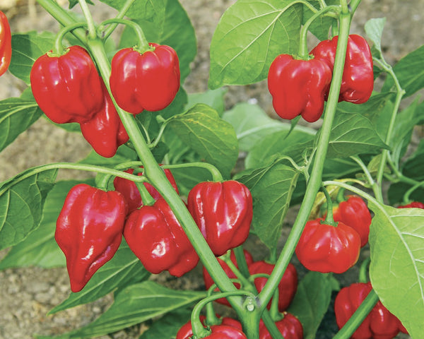Semi Peperone piccante Habanero rosso F.1 Blumen