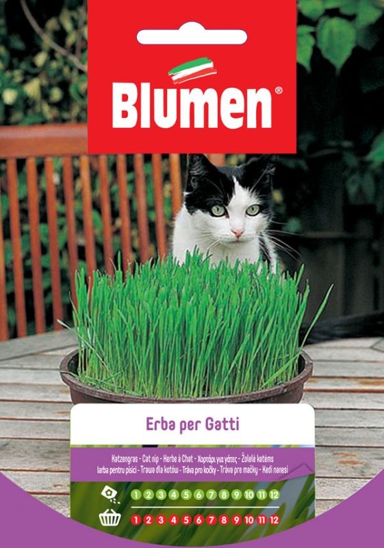 Semi Erba per gatti Blumen