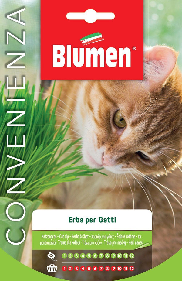 Semi Erba per gatti maxi Blumen
