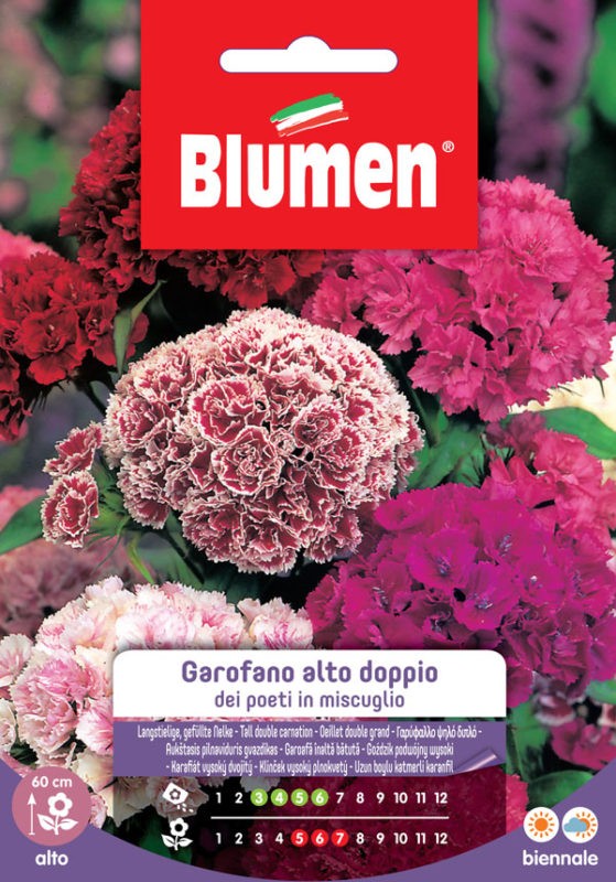 Semi Garofano alto doppio dei Poeti Blumen