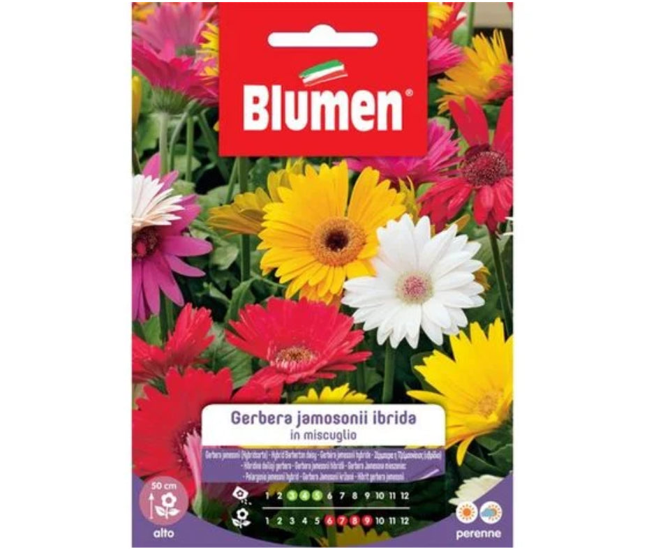 Blumen - Semi - Gerbera - Jamesonii - Ibrida - Miscuglio - Busta